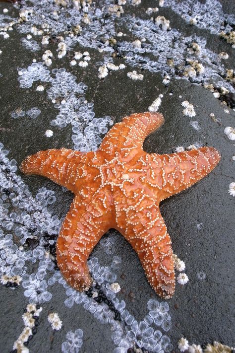 Star Fish Photography, Starfish Anatomy, Starfish Aesthetic, Starfish Photography, Starfish Photo, Starfish Costume, Starfish Drawing, Summer Witch, Orange Starfish