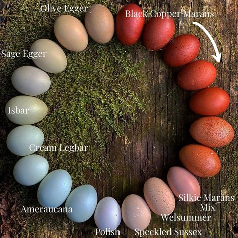 Chicken Egg Colors, Cute Chicken Coops, Chicken Coop Garden, Silkie Chickens, Backyard Chicken Farming, Chicken Life, Backyard Poultry, Chicken Coop Designs, Chicken Garden