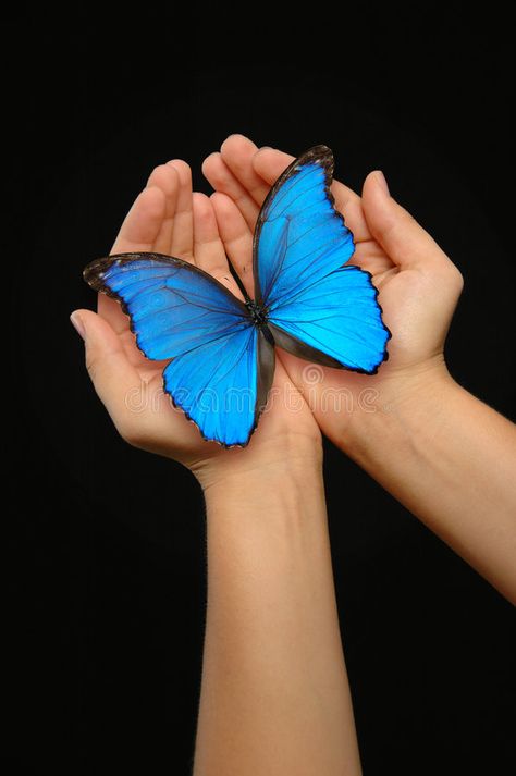 Holding Butterfly, Blur Background Photography, Hands Holding, Photography Classes, Craft Markets, Palm Of Your Hand, Dark Background, Blue Butterfly, Beautiful Butterflies