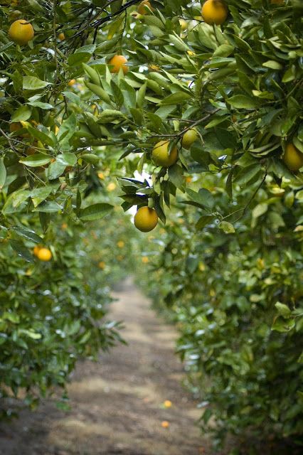 Lemon orchard. I miss the smell of citrus. I miss walking through the Lemon orchard and picking a couple! Lemon Orchard, Citrus Orchard, Homestead Diy, Compost Tumbler, Walking Path, Lemon Trees, Lemon Grove, Beautiful Fruits, Bohol