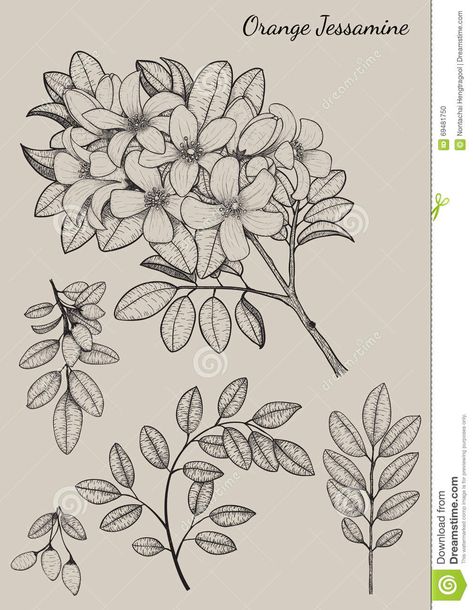 Jessamine Tattoo, Jessamine Flower, Drawing Orange, Sketch Flower, Illustrated Flowers, Vintage Tattoo Design, Flower Tattoo Drawings, Flower Sketch, Illustration Flower