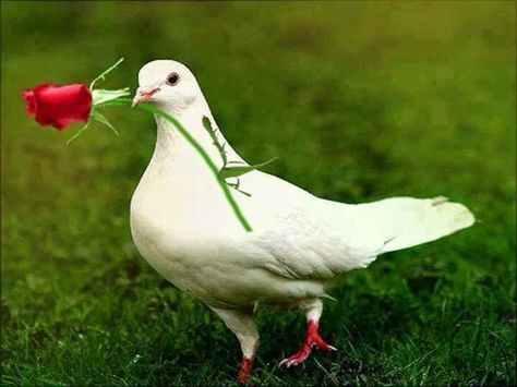 White pigeon w/rose Good Morning Animals, Dove Pictures, Good Morning Wallpaper, Good Morning Photos, Good Morning Picture, White Doves, Good Morning Friends, Morning Pictures, Arte Popular