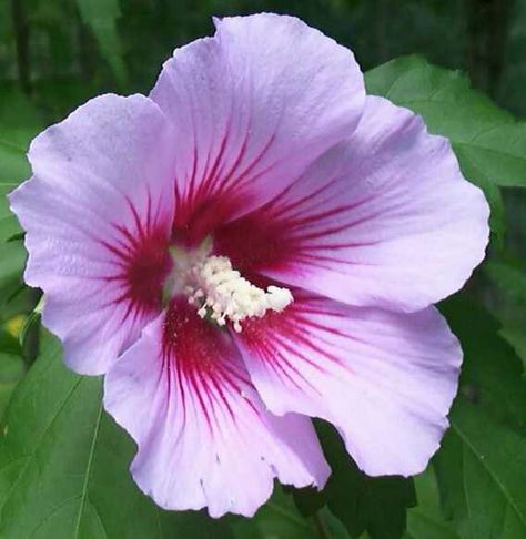 South Korea Hibiscus Rose Of Sharon Bush, Flower Hibiscus, Painting Reference, Hibiscus Plant, National Flower, Rose Of Sharon, Tropical Flower, Plant Pictures, Hibiscus Flowers