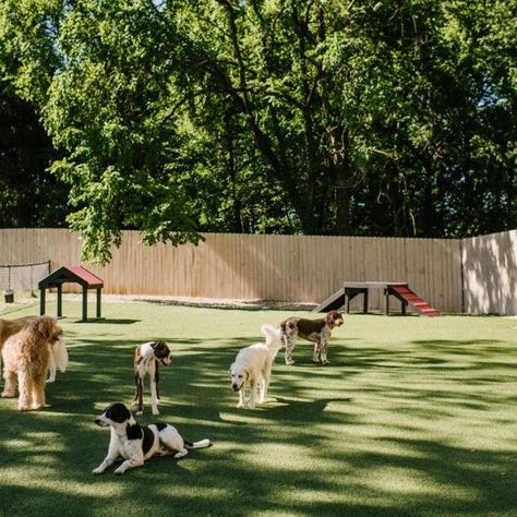 Dogs In Backyard, Home Dog Park, Dog Park Aesthetic, Dog Park Ideas, Pet Friendly Cafe, Dog Retreat, Play Area Ideas, Pet Playground, Dog Lawn