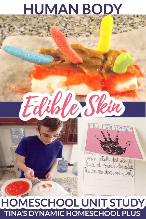 Edible Skin Project and Free Homeschool Human Body Unit Study Human Body Lapbook, Human Body Homeschool, Human Body Systems Projects, Human Body Science Projects, Body Systems Project, Human Body Crafts, Human Body Unit Study, Human Body Projects, Free Human Body