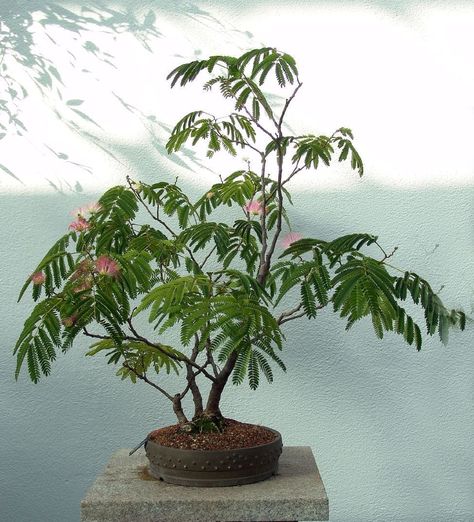 The exquisite rosy colored pom-poms that mimosa trees, Albizia julibrissin, produce are one of the reasons they are such a popular bonsai tree. Other ways these mimosa plants seem made for this art form include the delicate and fern like... Mimosa Plant, Flowering Bonsai Tree, Mimosa Tree, Albizia Julibrissin, Pre Bonsai, Bonsai Tree Types, Bonsai Tree Care, Sensitive Plant, Mimosa Flower