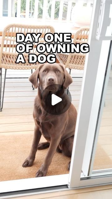 Funny Animal Quotes Humor Hilarious, Dogs Being Funny Videos, Funny Dog Video, Funny Dog Videos Try Not To Laugh, Happy Dog Videos, Funny Labradors, Weimaraner Funny, Dogs And Puppies Videos, Dog Videos Funny Hilarious