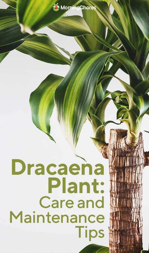 All About Growing Easy-to-Care-For Dracaena Plants Corn Plant Care, Dracaena Plant Care, Dracena Plant, Morning Chores, House Gardening, Dracaena Plant, Palm Tree Plant, Household Plants, Corn Plant