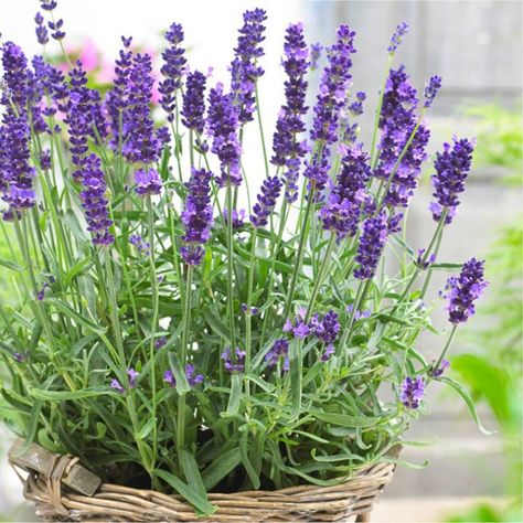 How to Grow Lavender in a Containers | Growing and caring - NatureBring Lavender Plant Care, Munstead Lavender, Lavender Hidcote, How To Propagate Lavender, Potted Lavender, Lavender Seeds, Growing Lavender, Lavender Garden, English Lavender