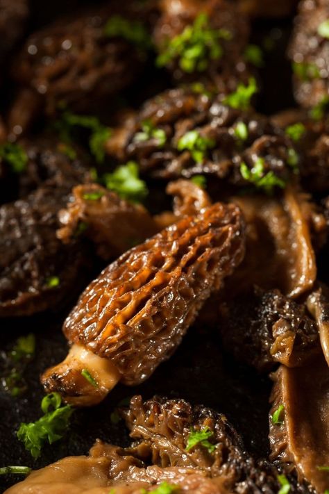 These incredible morel mushroom recipes will make a mushroom lover out of anyone. They’re super meaty, wonderfully filling, and totally satisfying. Morale Mushrooms Recipes, Stuffed Morel Mushroom Recipes, Morell Mushrooms Recipes, Morrell Mushroom Recipes, Morel Recipes, Morel Mushroom Recipes, Edible Wild Mushrooms, Savory Bread Puddings, Morel Mushrooms