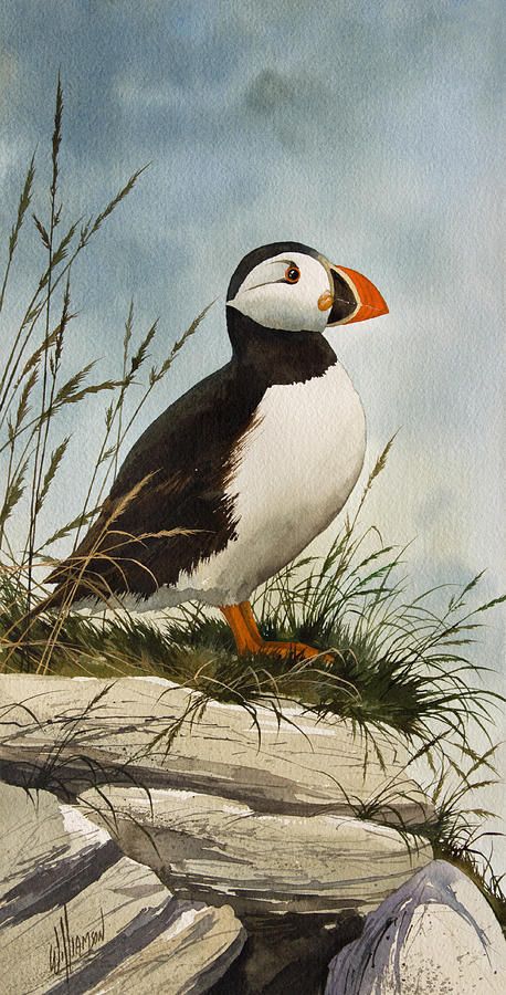 Puffins Bird, Bird Pictures, Arte Animal, Bird Drawings, Sea Birds, Watercolor Bird, Painting Art Projects, Watercolor Animals, Wildlife Art