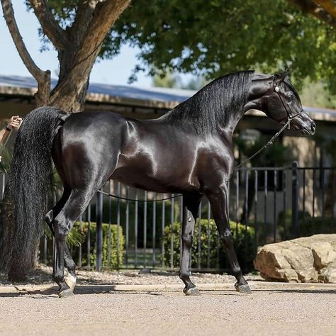 Akhal Teke Horses Black, Horse Coat Colors, Akhal Teke Horses, Gorgeous Animals, Arabian Stallions, Horse Colors, Beautiful Arabian Horses, Akhal Teke, Flamingo Art