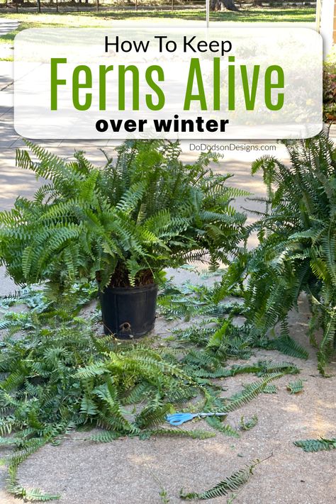 How To Bring Ferns Inside For Winter, How To Keep A Fern Alive During Winter, How To Save Ferns Through The Winter, How To Winterize Ferns, How To Over Winter Ferns, How To Winterize Boston Ferns, How To Winter Over Boston Ferns, How To Keep Ferns Over Winter, Overwintering Boston Ferns