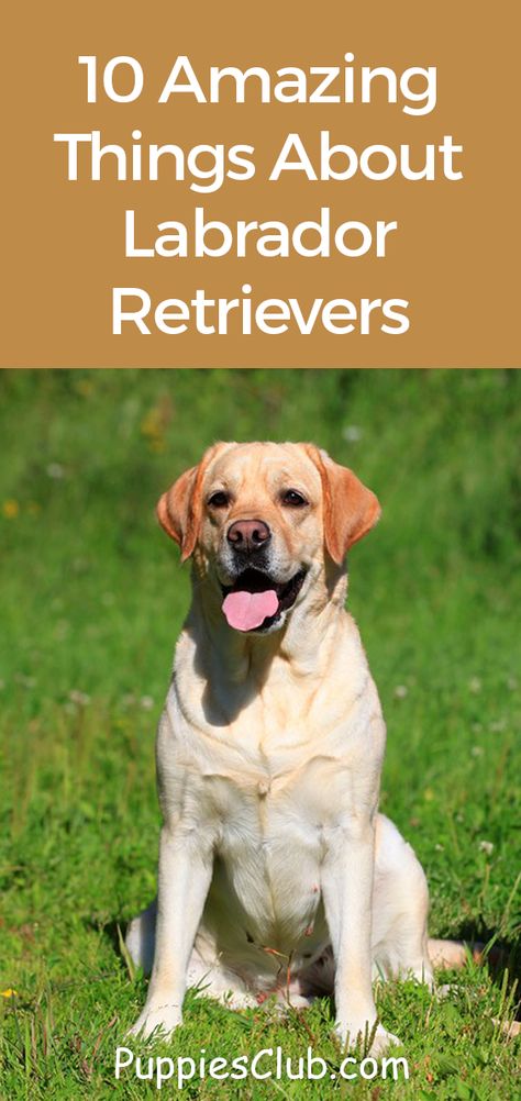 Labrador Retriever Quotes, Labrador Quotes, Labrador Retriever Facts, Yellow Labrador Puppy, Labrador Retriever Funny, Labrador Retriever Training, Labrador Facts, English Labrador, Dog Tattoo Ideas