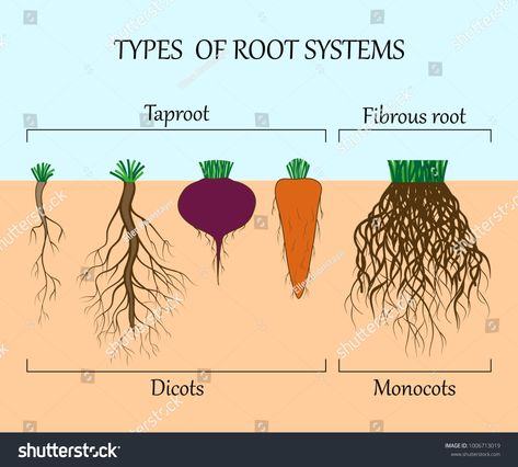 Types of root systems of plants, monosots and dicots in the soil in cut. Education poster, vector illustration. #Ad , #Affiliate, #plants#monosots#dicots#Types Natural Resources Anchor Chart, Plant Presentation, Botany Lessons, Plant Physiology, Homeschool Nature Study, Botanical Sketchbook, Plant Structure, Plant Study, Nature School