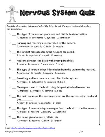 Nervous System Activities Middle School, Nervous System Worksheet, Nervous System Anatomy, Nervous System Activities, Human Body Worksheets, Human Nervous System, Behavior Reflection, Human Body Activities, Nursing School Essential