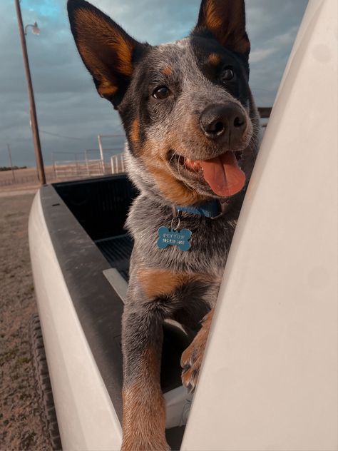 Australian Shepherd Cattle Dog, Cattle Dog Aesthetic, Blue Cattle Dog, Australian Cattle Dog Aesthetic, Blue Heeler Aesthetic, Heelers Dogs, Western Puppy, Ranch Dogs, Country Dogs