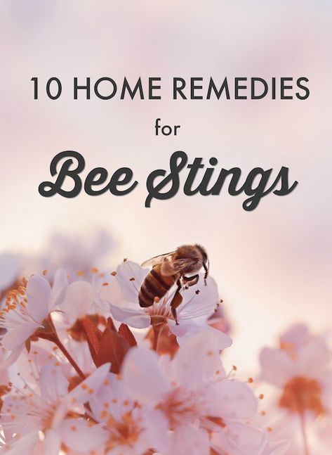 Here are ten of the most popular home remedies for bee stings to keep on hand just in case you have a run in with one of our winged friends this summer. Wasp Sting Remedy, Natural First Aid Kit, Remedies For Bee Stings, Ground Bees, Flea Remedies, Wasp Stings, Survival Skills Life Hacks, Green Tips, Bee Sting