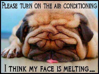 Weather, It's NOT Just a Conversation Filler! : It's So Hot It's Melting! Summer Heat Memes Summer Heat Humor, Hot Weather Humor, It's So Hot, Grey Anatomy Quotes, Hot Outside, Funny Animal Photos, A Pug, Cute Pugs, Pug Love