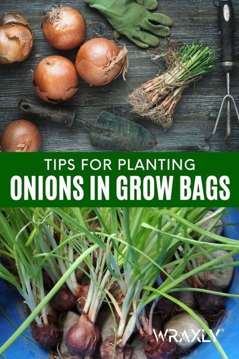 This easy-to-follow tips for planting onions in grow bags for your grow bag garden is here. In this article, you will learn soil preparation, time of planting, spacing and depth as well as caring for the onions. All that and more in this post! | Grow bags gardening Harvest Onions, Grow Onions, Types Of Onions, Growing Onions, When To Plant Vegetables, Onion Bulbs, Planting Onions, Easy Vegetables To Grow, Container Gardening Flowers