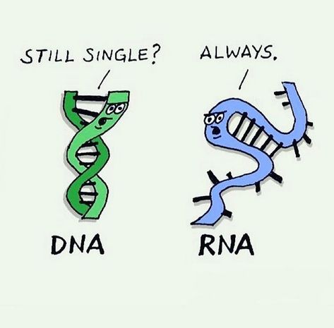 #biology #dna Biology Jokes, Biology Memes, Science Cartoons, Biology Humor, Medical Memes, Nerdy Jokes, Science Puns, Nerd Jokes, Biology Classroom