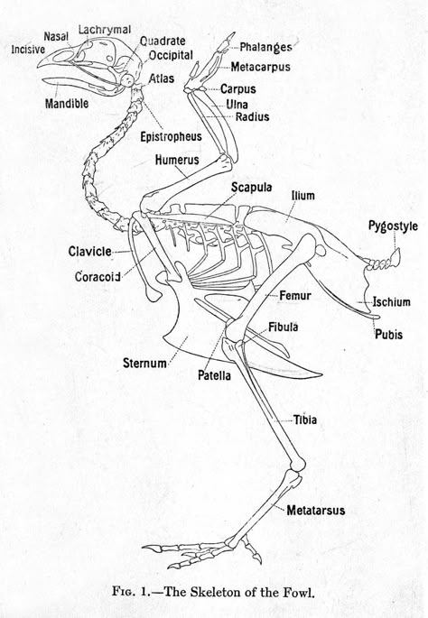 Skeleton of the chicken, with major ... Sternum Anatomy, Burung Raja Udang, Pig Dissection, Chicken Anatomy, Skeleton System, Inktober Prompts, Bird Anatomy, Skeletal Structure, Bird Bones