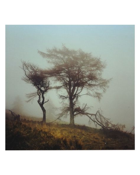 b r o k e n t r e e I’ve had a lot of fun shooting medium format again, you just can’t beat it 🙂 #mamiya #c330 #kodak #portra400 #mediumformat #film #photography #nature #fog #atmospheric #landscapephotography #cinematographer #dop #northumberland Inanimate Nature Photography, Film Landscape Photography, Moody Landscape Photography, Dark Nature Photography, Nature Film Photography, Mamiya C330, Fog Photography, Medium Format Photography, Nature Film