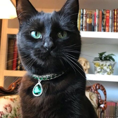 Fancy Emerald Cat Collar Fancy Cat Collar, Velvet Dog Collar, Kitten Collar, Luxury Dog Collars, Dog Collar Boy, Dog Collar Bows, Designer Dog Collars, Fancy Dog, Girl Dog Collars