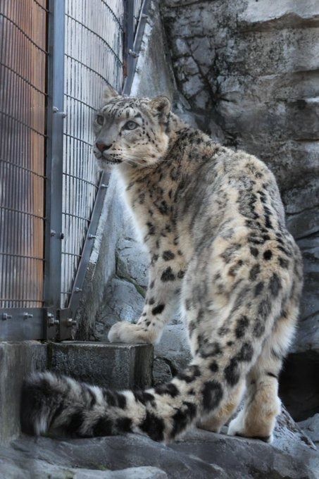 (1) Big Cat Rescue na platformě X: „Good morning Big Cat Rescue Friends! ☀️ Beautiful and sweet (but fierce) Miss Summer bobcat is showing off her bashful side on this Sunday morning! Have a wonderful day everyone! 🌺 #GoodMorning #BigCatRescue #Sunday #Conservation #Wildlife #CaroleBaskin https://t.co/ywcw0aUP9m“ / X Big Cat Rescue, Divine Beauty, Have A Wonderful Day, Big Cat, Cat Rescue, Wonderful Day, Sunday Morning, Big Cats, Jaguar