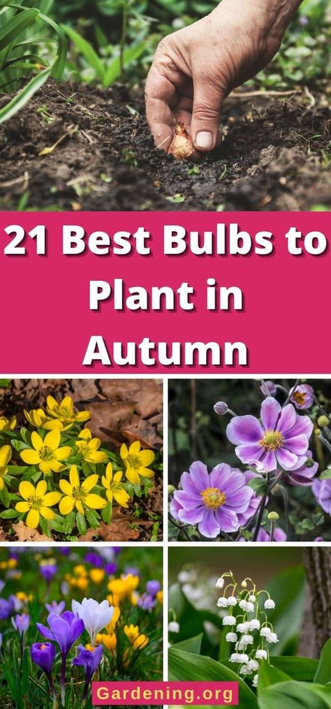 Fall is a GREAT time to plant a spring and summer flower garden. Here are the autumn bulbs you should plant in the fall. Fall Bulbs For Spring, Bulbs To Plant In Fall Zone 5, Bulbs To Plant In Fall Zone 4, Bulbs To Plant In Fall Zone 6, Fall Planted Bulbs, High Elevation Gardening, Fall Front Garden Ideas, Fall Bulbs To Plant, Perennials To Plant In The Fall