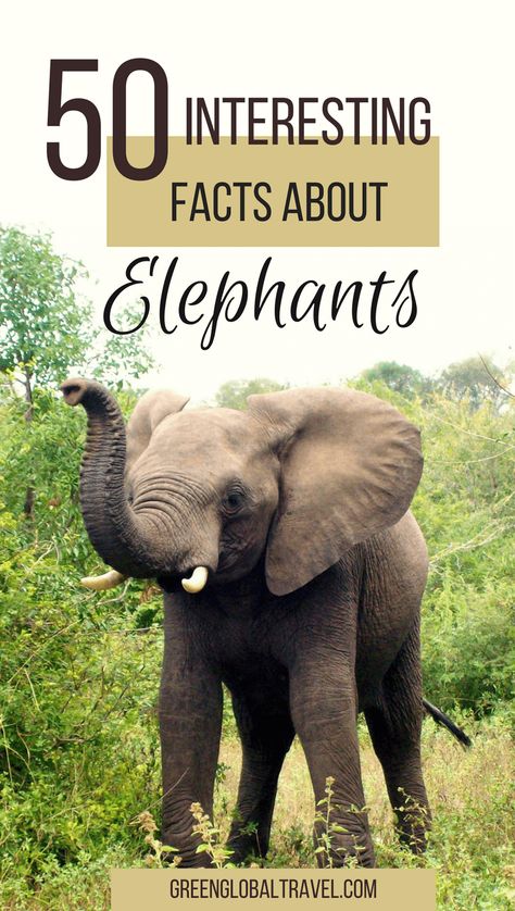 50 Interesting Facts About Elephants for World Elephant Day, including facts about elephant conservation, African Elephants, Asian Elephants, Elephant behavior, and Elephant families. | Elephant Facts via @greenglobaltrvl Fun Facts About Elephants, Types Of Elephants, Sri Lankan Elephant, Elephant Habitat, All About Elephants, Elephant World, Elephant Facts, World Elephant Day, Les Continents