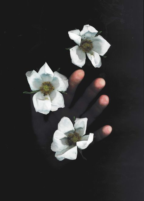 Botanical Typography, Scanner Photography, Flower Film, Personal Investigation, Logo Design Inspiration Creative, Photo Class, Object Photography, Photo Fun, Experimental Photography