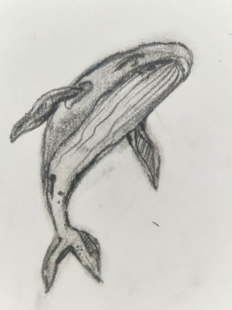 Whale drawing skech Easy Sea Life Drawing, Whale Shark Drawing Easy, How To Draw A Whale, Easy Whale Drawing, Simple Whale Drawing, Sea Creatures Drawing Easy, Whale Shark Sketch, Whale Doodle, Marine Life Drawing