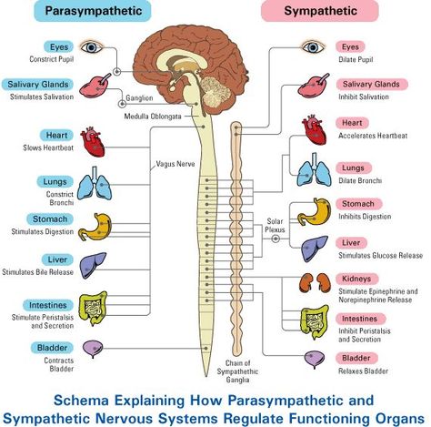 What happens when the sympathetic and parasympathetic nervous system are activated at the same time? ‘Autonomic Conflict’ | Neuroamer Nervous System Anatomy, Human Nervous System, Brain Anatomy, Yoga For Balance, Parasympathetic Nervous System, Nursing School Tips, Nursing School Notes, Autonomic Nervous System, Phlebotomy