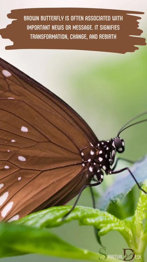 The spiritual meaning of a brown butterfly is often associated with important news or message. It signifies transformation, change, and rebirth. It can also represent a visitation from a loved one who has passed away. #instalove #instanews #insectsofinstagram #pass #passed Seeing A Butterfly Meaning, Brown Butterfly Meaning, Brown Butterfly Meaning Spiritual, Butterfly Change, Butterfly Symbolism, Butterfly Meaning, Butterfly Transformation, Collaborative Mural, Spirit Animal Meaning