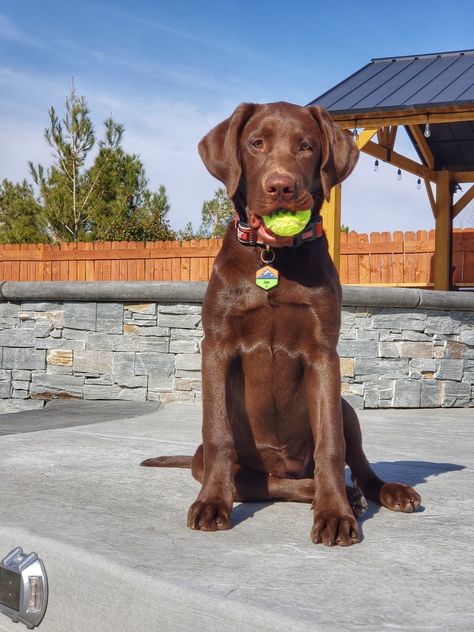 Chocolate Lab Full Grown, Chocolate Lab And Golden Retriever, Chocolate Brown Labrador, Brown Lab Aesthetic, Chocolate Labrador Aesthetic, Chocolate Lab Aesthetic, Labrador Retriever Aesthetic, Brown Labrador Puppy, Chocolate Retriever