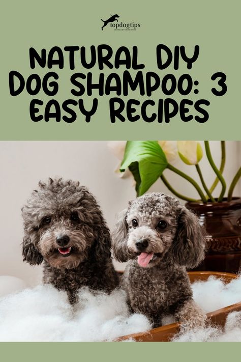 Natural DIY Dog Shampoo: 3 Easy Recipes Diy Dog Shampoo For Yeast, Diy Dog Flea Shampoo, Deodorizing Dog Shampoo Diy, Diy Dog Dry Shampoo, Homemade Dog Shampoo Easy, Diy Dog Shampoo For Odor, Diy Dog Shampoo For Itchy Skin, Dog Shampoo Homemade, Homemade Flea Shampoo