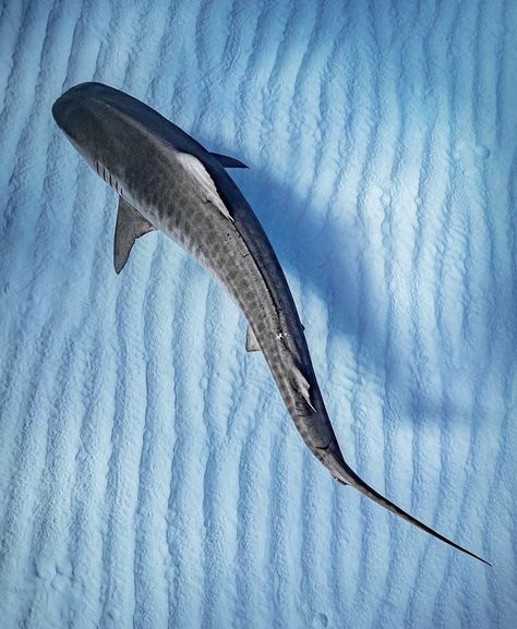 Baby Tiger Shark, Shark Background, Shark Tooth Tattoo, Ocean Life Photography, Shark In The Ocean, Art Club Projects, Shark Sculpture, Basking Shark, Shark Pictures