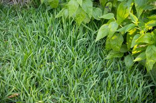 How To Plant Grass, Lawn Grass Types, Planting Grass Seed, Centipede Grass, Best Grass Seed, Lawn Roller, No Mow Grass, Grass Growing, Planting Grass