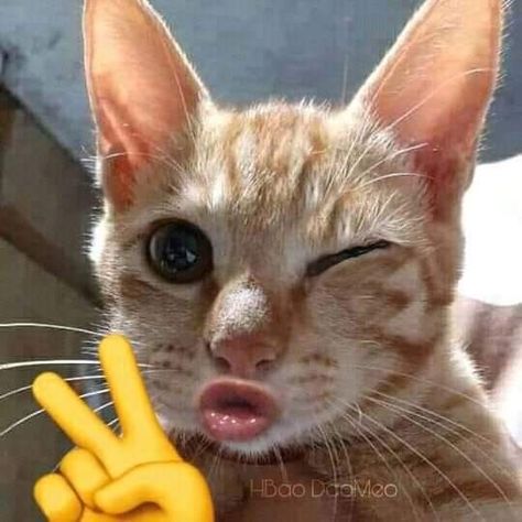 Funny Cat Pictures Faces, Pfp Christian, Funny Captions For Instagram, Cat Pfp Funny, Funny Cats Wallpaper, Funny Cat Pfp, Captions For Instagram Funny, Funny Cat Pics, Christian Funny