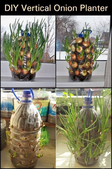 Grow onions all year round, right inside your kitchen, with this onion vertical planter! Garlic Growing, Grow Onions, Kebun Herbal, Gemüseanbau In Kübeln, Regrow Vegetables, Taman Diy, Garden Vertical, Tanaman Pot, نباتات منزلية