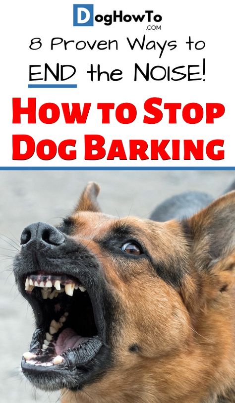 Background Grey, Stop Dog Barking, Dog Commands, Dog Brain, Bad Behavior, Dog Info, Aggressive Dog, Training Your Puppy, Dog Obedience