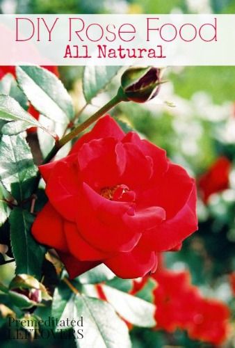 Epsom Salt Garden, Rose Food, Rose Recipes, Diy Rose, Thrifty Thursday, Rose Plant, Rose Care, Garden Hacks, Gardening Diy