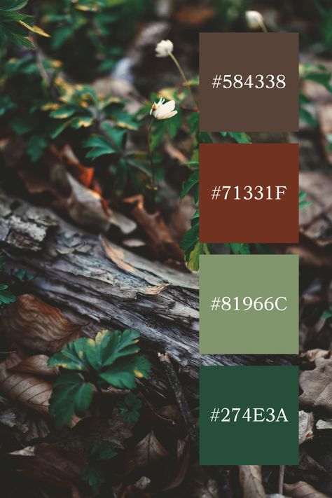 A natural forest floor with green leaves and brown decaying wood, illustrating a forest green and brown color palette. Forest Green Color Combinations, Green And Brown Color Palette, Color Scheme Generator, Green Color Combinations, Natural Forest, Aesthetic Color, Palette Design, Brown Color Palette, Palette Ideas