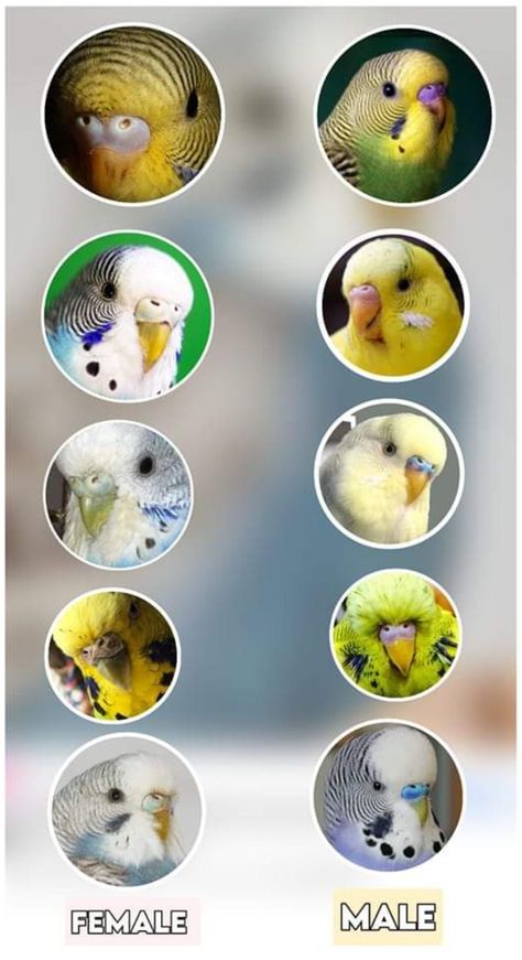 Reposting this budgie gender identification Baby Budgies, Parakeet Care, Budgies Parrot, African Lovebirds, Diy Bird Cage, Budgie Toys, Diy Bird Toys, Pet Bird Cage, Budgies Bird