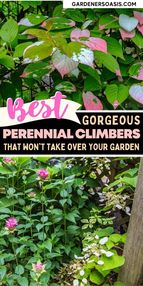 Flowering Vines For Shade (9 Perennial Climbers That Won't Take Over Your Garden) Non Invasive Climbing Vines, Climbing Perennials, Shade Vines, Vines For Shade, Washington Garden, Climbing Plants Fence, Shady Backyard, Perennial Flowering Vines, Climbing Plants Trellis