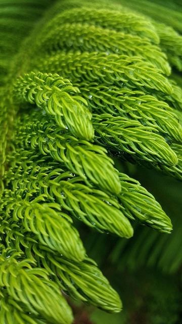 Emerald Colour, Norfolk Island, Norfolk Pine, Colour Texture, Simple Green, Green Life, Green Nature, Patterns In Nature, Spring Green