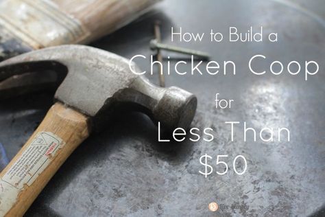 Cheap Chicken Coop, Backyard Hens, Cheap Chicken Coops, Build A Chicken Coop, Portable Chicken Coop, Nest Box, Best Chicken Coop, Chicken Coop Designs, Coop Plans