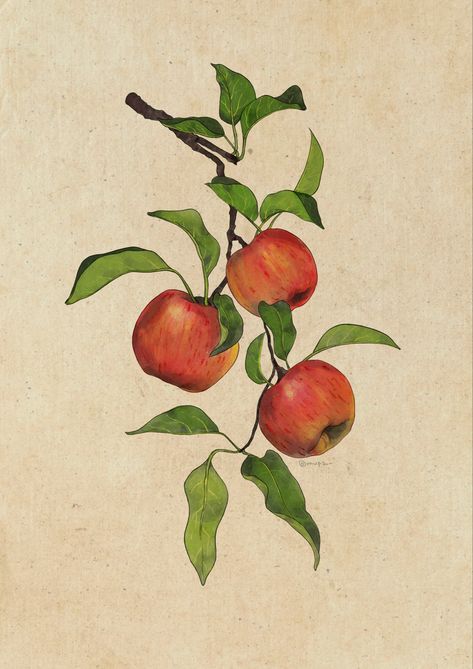 Apple Tree Drawing, Apple Branch, Tree Branch Tattoo, Apple Drawing, Memorial Book, Vintage Food Posters, Apple Tattoo, Fall Journal, Drawing Apple