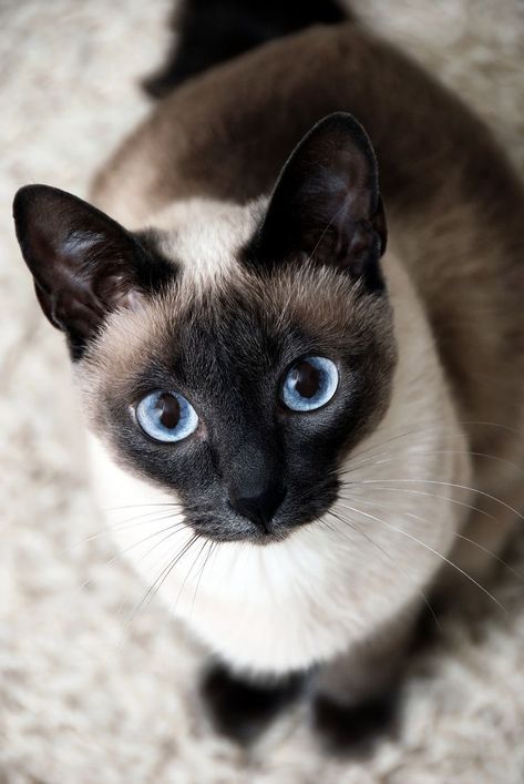 Cats Rule, Cat With Blue Eyes, Most Beautiful Cat Breeds, Cat Photography, Cat Aesthetic, Cute Cats And Kittens, Funny Cute Cats, Sweet Animals, Siamese Cats